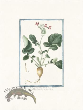 Bonelli 540 Rock Sea lavender